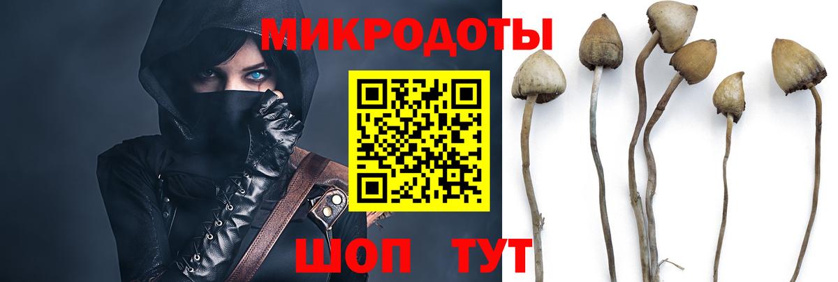 Галлюциногенные грибы Psilocybine cubensis Кунгур